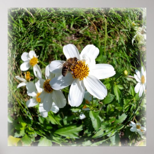 bijen op witte bloem poster (Voorkant)