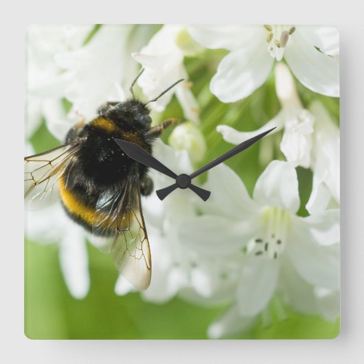Bijen op witte bloem vierkante klok (Voorkant)