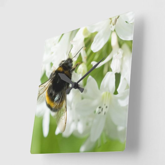 Bijen op witte bloem vierkante klok (Hoek)