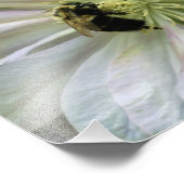 Bijen op witte Clematis Flower 8x10 Natuur Foto Afdruk (Hoek)