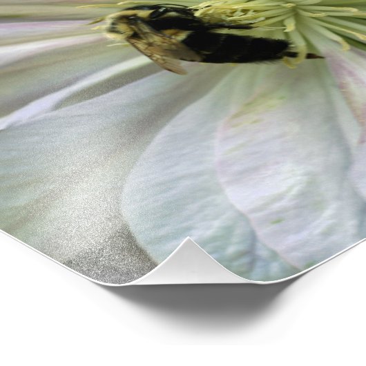 Bijen op witte Clematis Flower 8x10 Natuur Foto Afdruk (Hoek)
