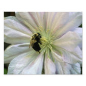 Bijen op witte Clematis Flower 8x10 Natuur Foto Afdruk (Voorkant)