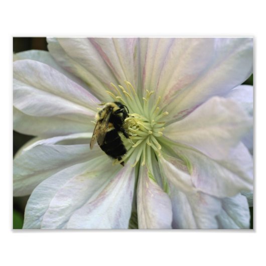 Bijen op witte Clematis Flower 8x10 Natuur Foto Afdruk (Voorkant)