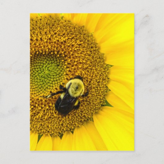 Bijen op zonnebloem briefkaart (Voorkant)