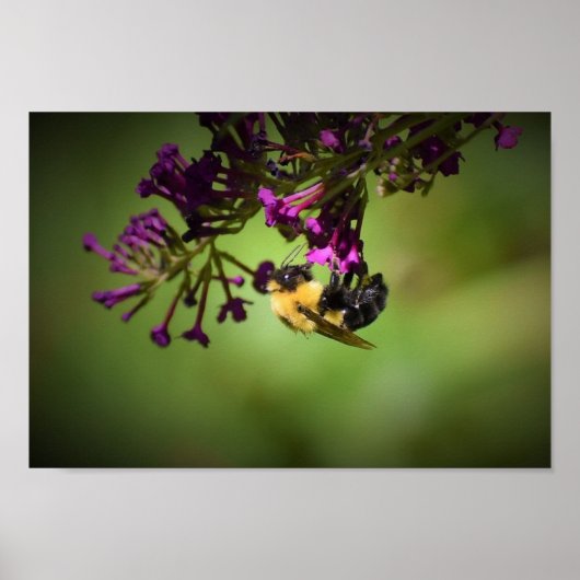 Bijen, Poster (Voorkant)