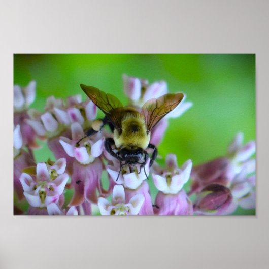 Bijen, Poster (Voorkant)