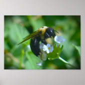 Bijen, Poster (Voorkant)