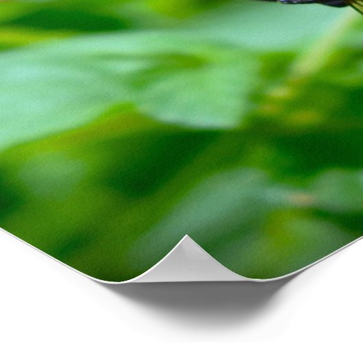 Bijen, Poster (Hoek)