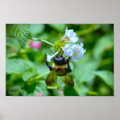 Bijen, Poster (Voorkant)