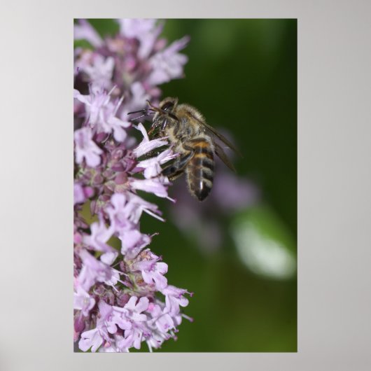 Bijen Poster (Voorkant)