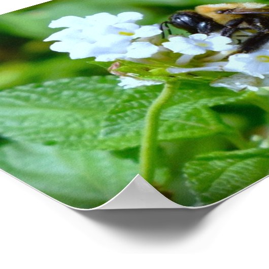 Bijen, Poster (Hoek)