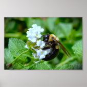 Bijen, Poster (Voorkant)