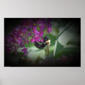 Bijen, Poster (Voorkant)