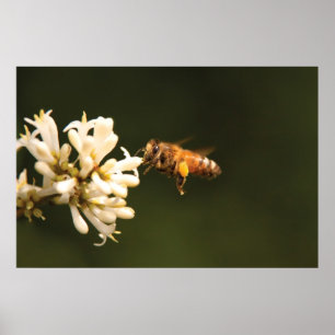 Bijen - Schat ik ben thuis Poster