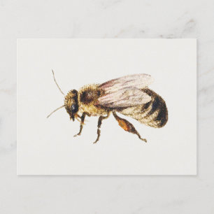 Bijen uit Studies of Nine Insects, Jan van Kessel Briefkaart