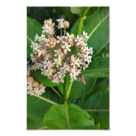 Bijen verdelen en veroveren foto afdruk
