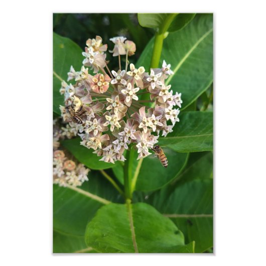 Bijen verdelen en veroveren foto afdruk (Voorkant)