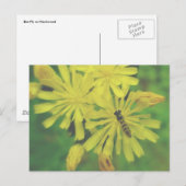 Bijen vliegen op Hawkweed Briefkaart (Voorkant / Achterkant)