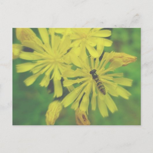 Bijen vliegen op Hawkweed Briefkaart (Voorkant)