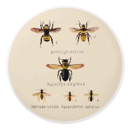 bijen Zes Keramische Knop (Voorkant)