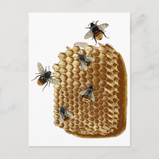 Bijenafdrukken, Honeycomb Illustratie, Briefkaart (Voorkant)