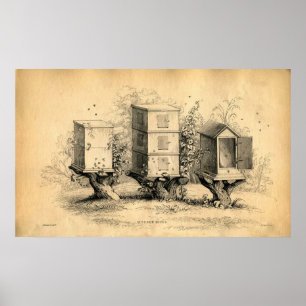  bijenbijenkorven Bijenkorven afdrukken Poster