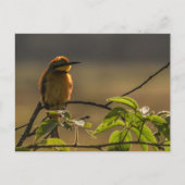 Bijeneter Wildlife Foto Briefkaart (Voorkant)