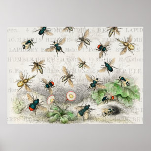 Bijenhoningwerker Queen Bees Antiek Poster
