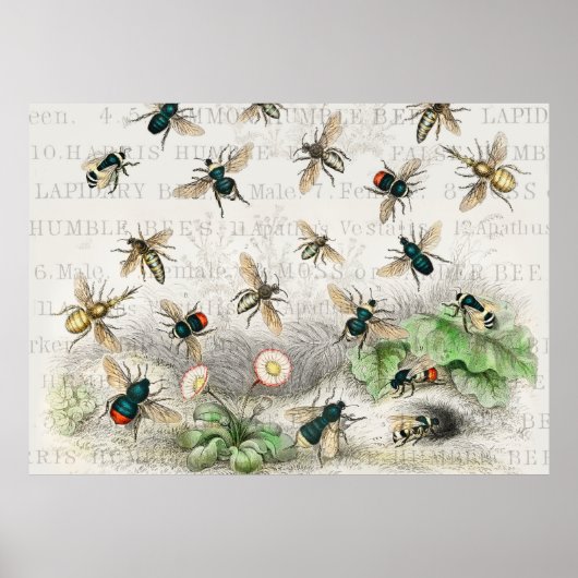 Bijenhoningwerker Queen Bees Antiek Poster (Voorkant)