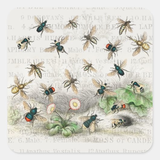 Bijenhoningwerker Queen Bees Antiek Vierkante Sticker (Voorkant)
