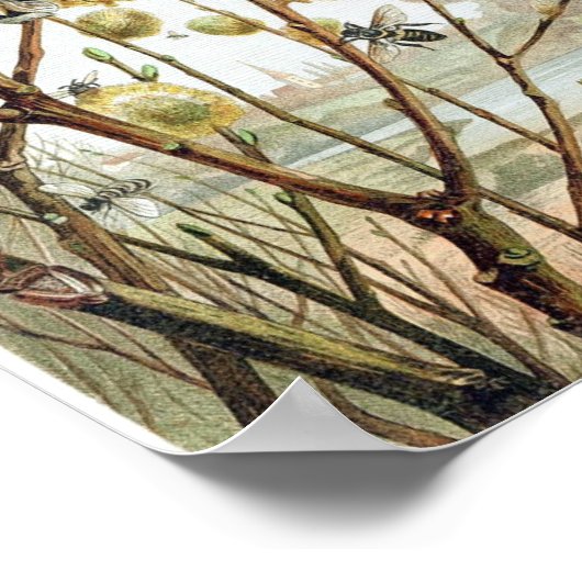  bijenillustratie poster (Hoek)