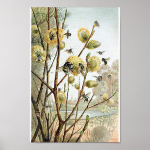  bijenillustratie poster