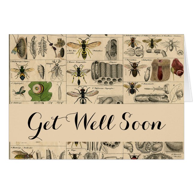 Bijeninsect insect wesp natuurlijke Natuur bijen s (Voorkant Horizontaal)