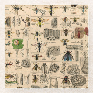 Bijeninsect insect wesp natuurlijke Natuur bijen s Glazen Onderzetter