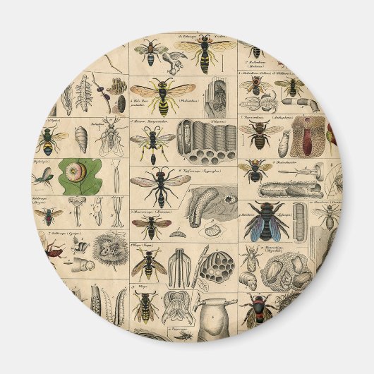 Bijeninsect insect wesp natuurlijke Natuur bijen s Magneet (Voorkant)