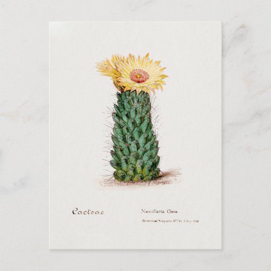 bijenkorf cactus illustratie briefkaart (Voorkant)