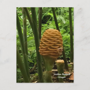 Bijenkorf Gember Tropische Plant Briefkaart