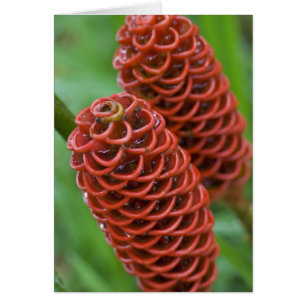 Bijenkorf gember, Zingiber spectabile),
