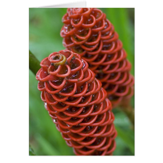 Bijenkorf gember, Zingiber spectabile), (Voorkant)
