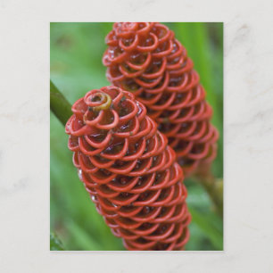 Bijenkorf gember, Zingiber spectabile), Briefkaart