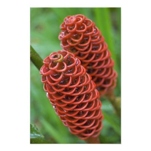 Bijenkorf gember, Zingiber spectabile), Foto Afdruk (Voorkant)