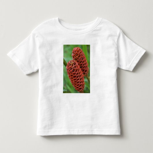 Bijenkorf gember, Zingiber spectabile), Kinder Shirts (Voorkant)
