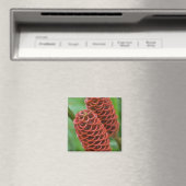 Bijenkorf gember, Zingiber spectabile), Magneet (Insitu (Vaatwasser))