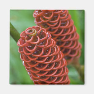 Bijenkorf gember, Zingiber spectabile), Magneet