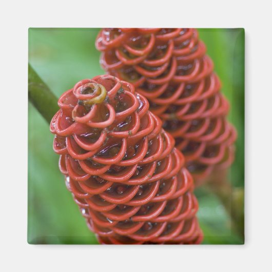 Bijenkorf gember, Zingiber spectabile), Magneet (Voorkant)