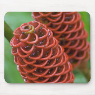 Bijenkorf gember, Zingiber spectabile), Muismat