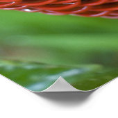 Bijenkorf gember, Zingiber spectabile), Poster (Hoek)