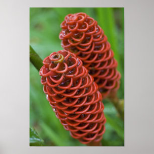 Bijenkorf gember, Zingiber spectabile), Poster