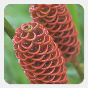 Bijenkorf gember, Zingiber spectabile), Vierkante Sticker
