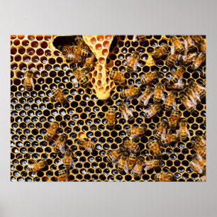 Bijenkorf met Honeycomb Up Close Poster